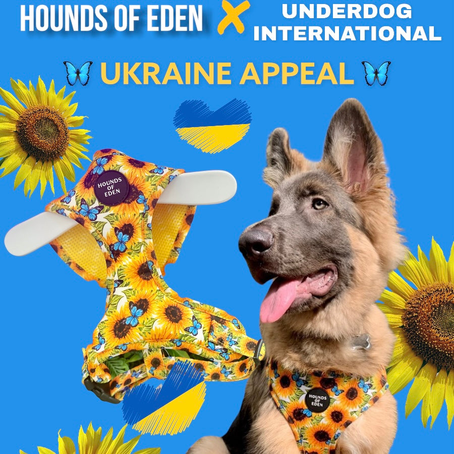 Sunflower Flutter - Ukraine Charity Appeal