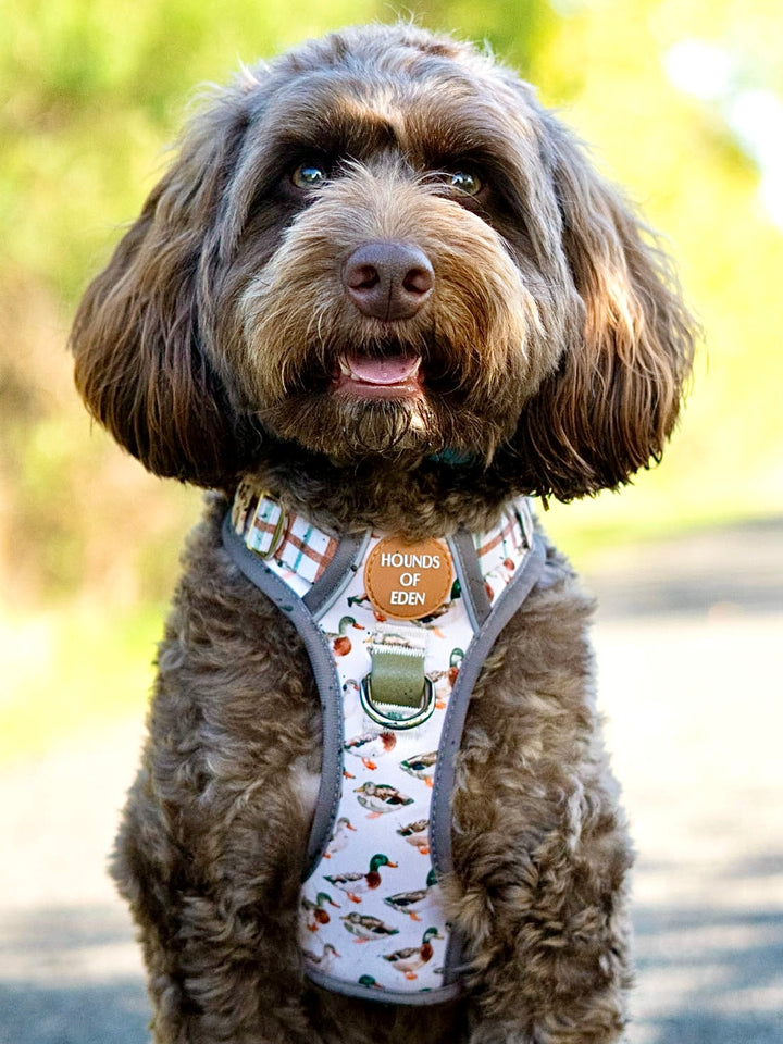 Puddle Ducks-  Supaw Strong™ Dog Harness (XS-XL)