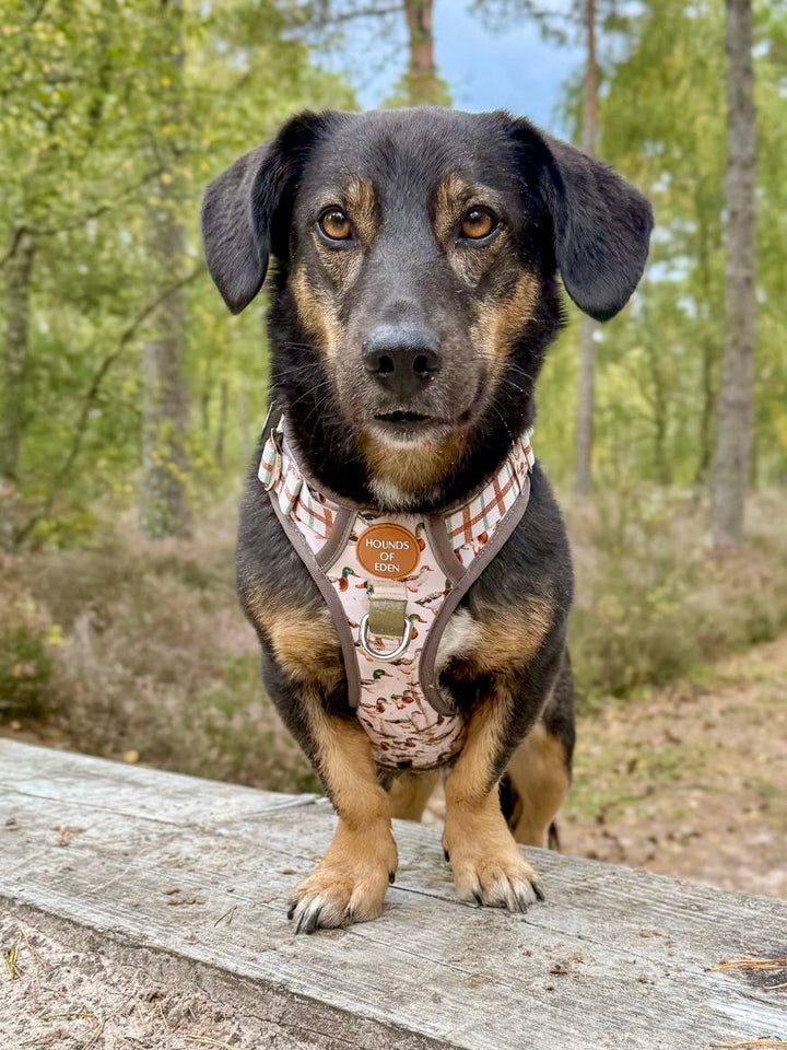 Puddle Ducks-  Supaw Strong™ Dog Harness (XS-XL)