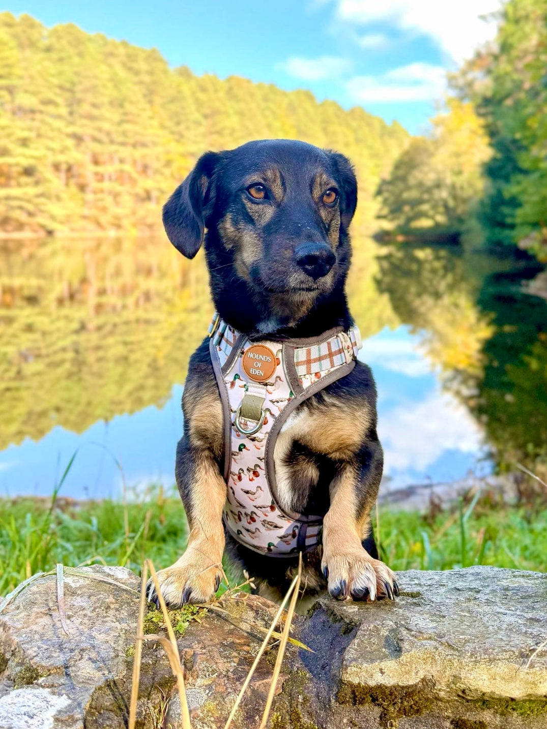Puddle Ducks-  Supaw Strong™ Dog Harness (XS-XL)