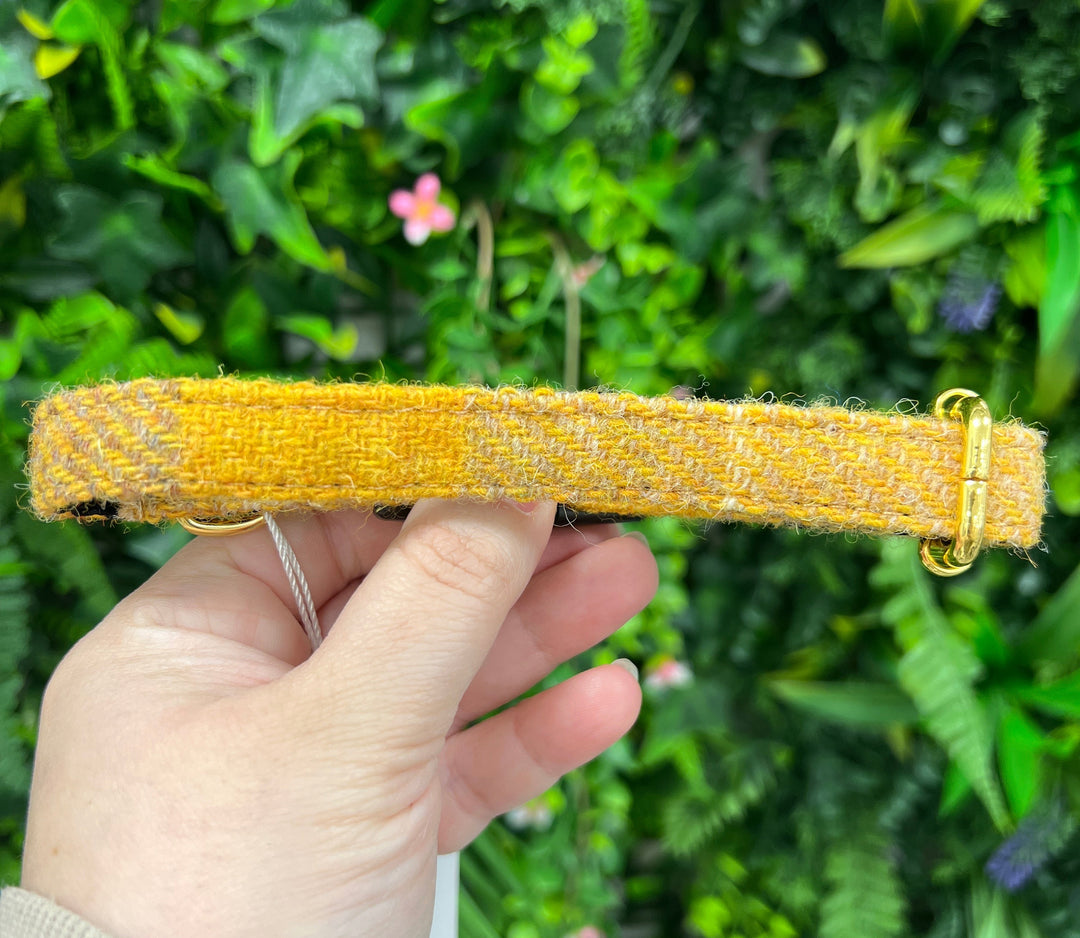 OUTLET- New: Harris Tweed Yellow Plaid Collar, Size XS, Gold, ‘Honey’