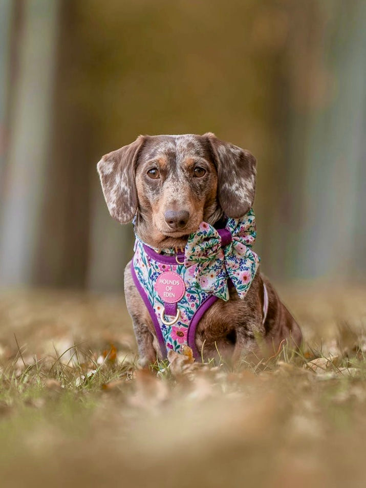 Patchy’s Plum Petals - Dog Sailor Bow Tie