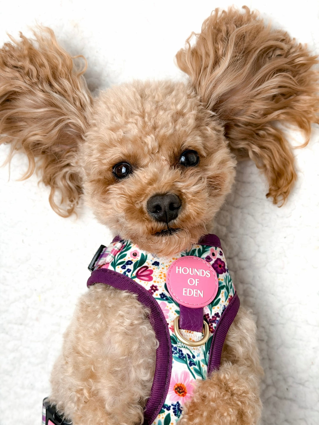 Patchy’s Plum Petals - Dog Harness (XXS-XS)