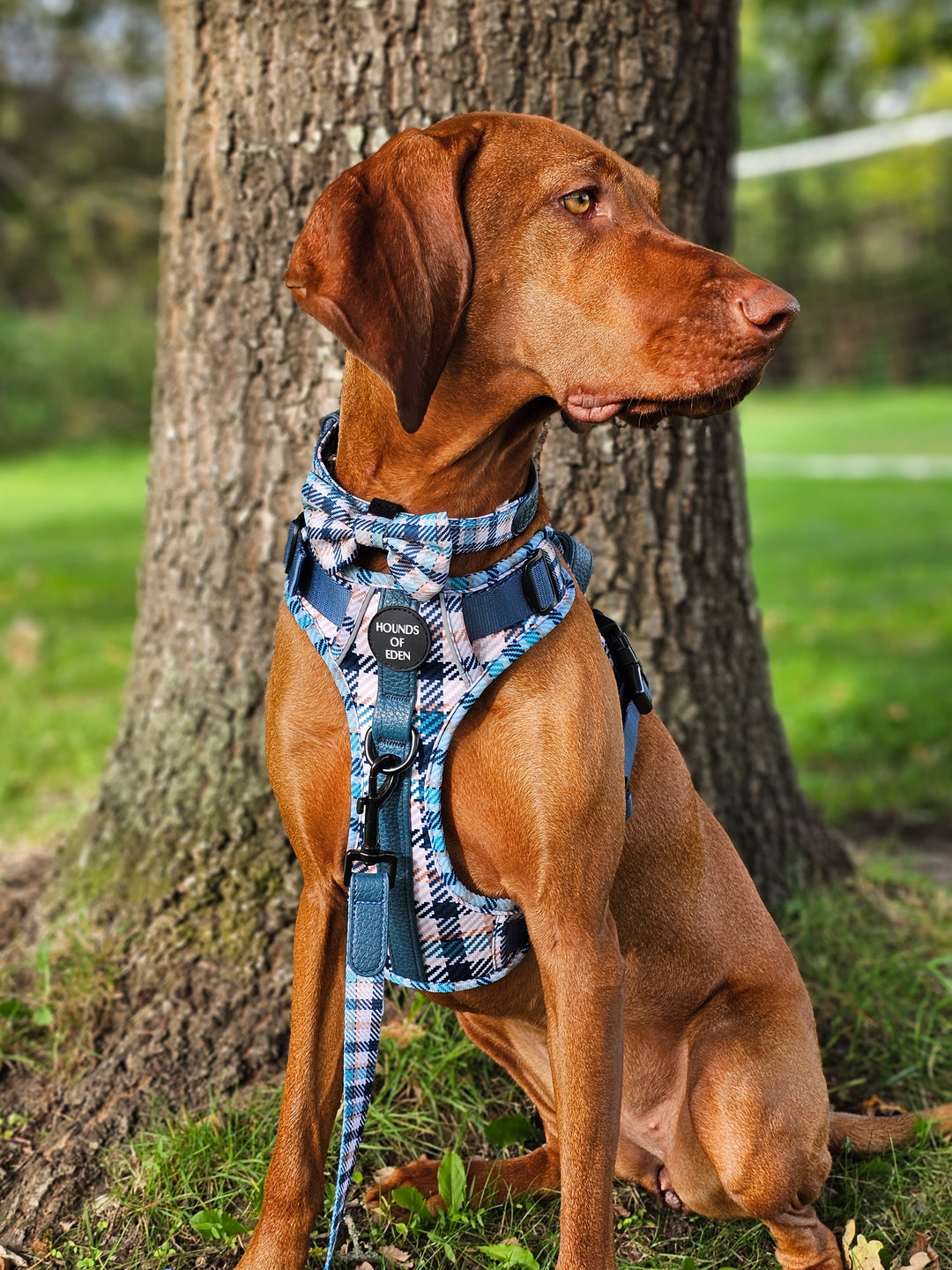 Tealing Smart Dog Supaw Strong Lite™ Harness (XS-XL)