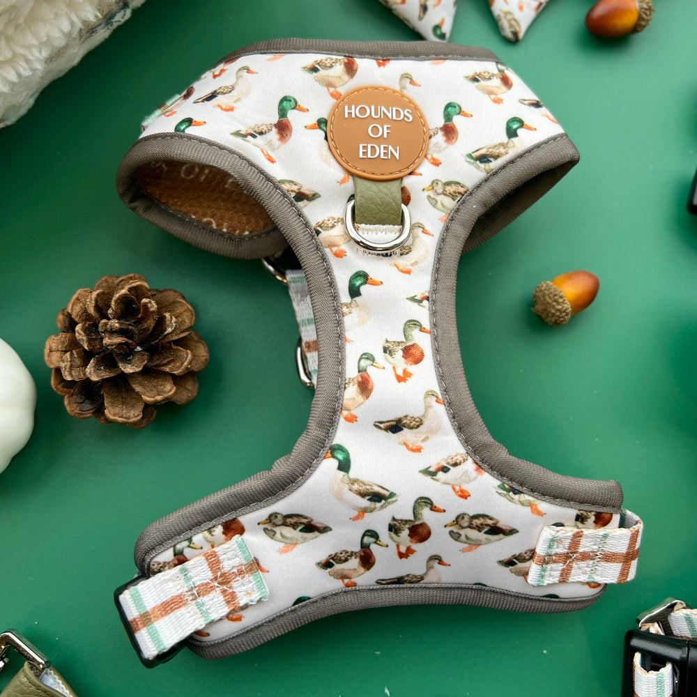 Dog harness with duck pattern and 'Hounds of Eden' branding on a green background