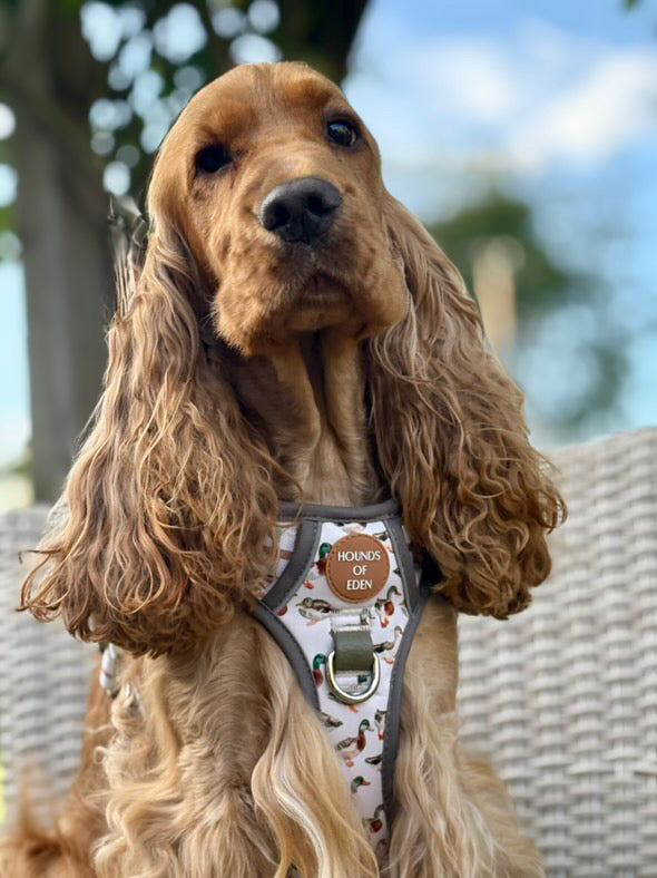 Puddle Ducks-  Supaw Strong™ Dog Harness (XS-XL)