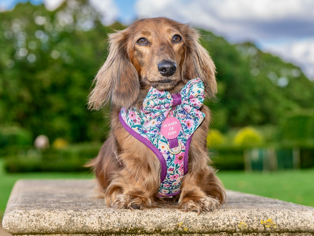 Patchy’s Plum Petals - Dog Sailor Bow Tie