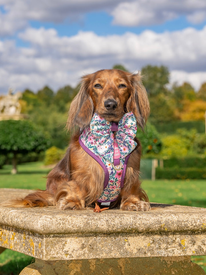 Patchy’s Plum Petals - Dog Sailor Bow Tie