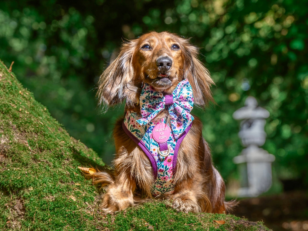 Patchy’s Plum Petals - Dog Sailor Bow Tie