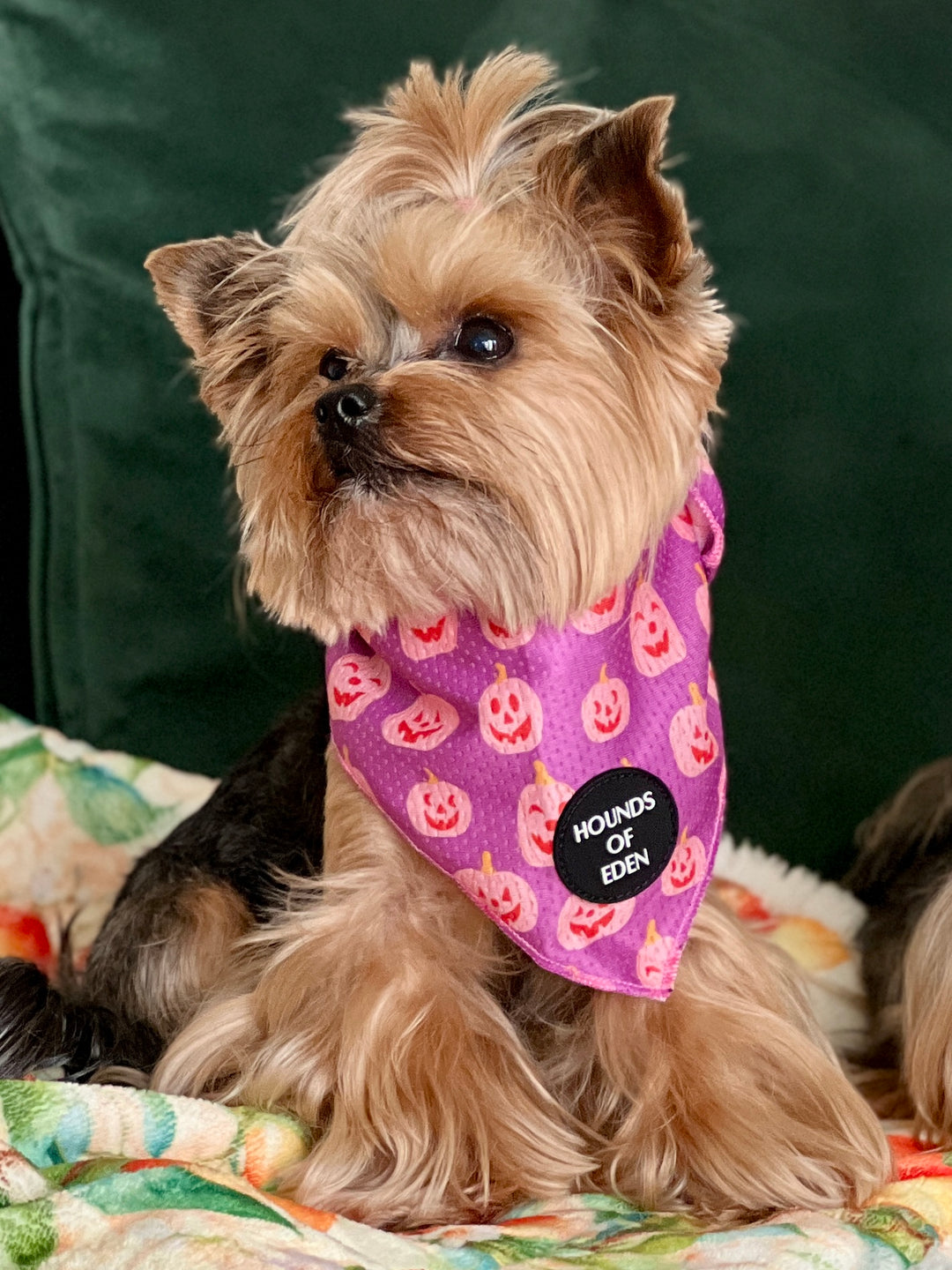 Lilac Grinning Pumpkin Halloween Dog Bandana 🎃