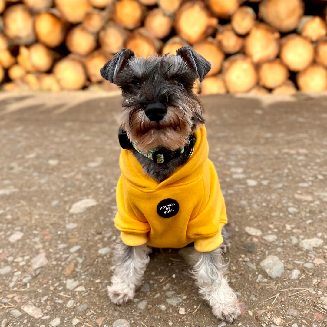 Dog Hoodie Sky Blue