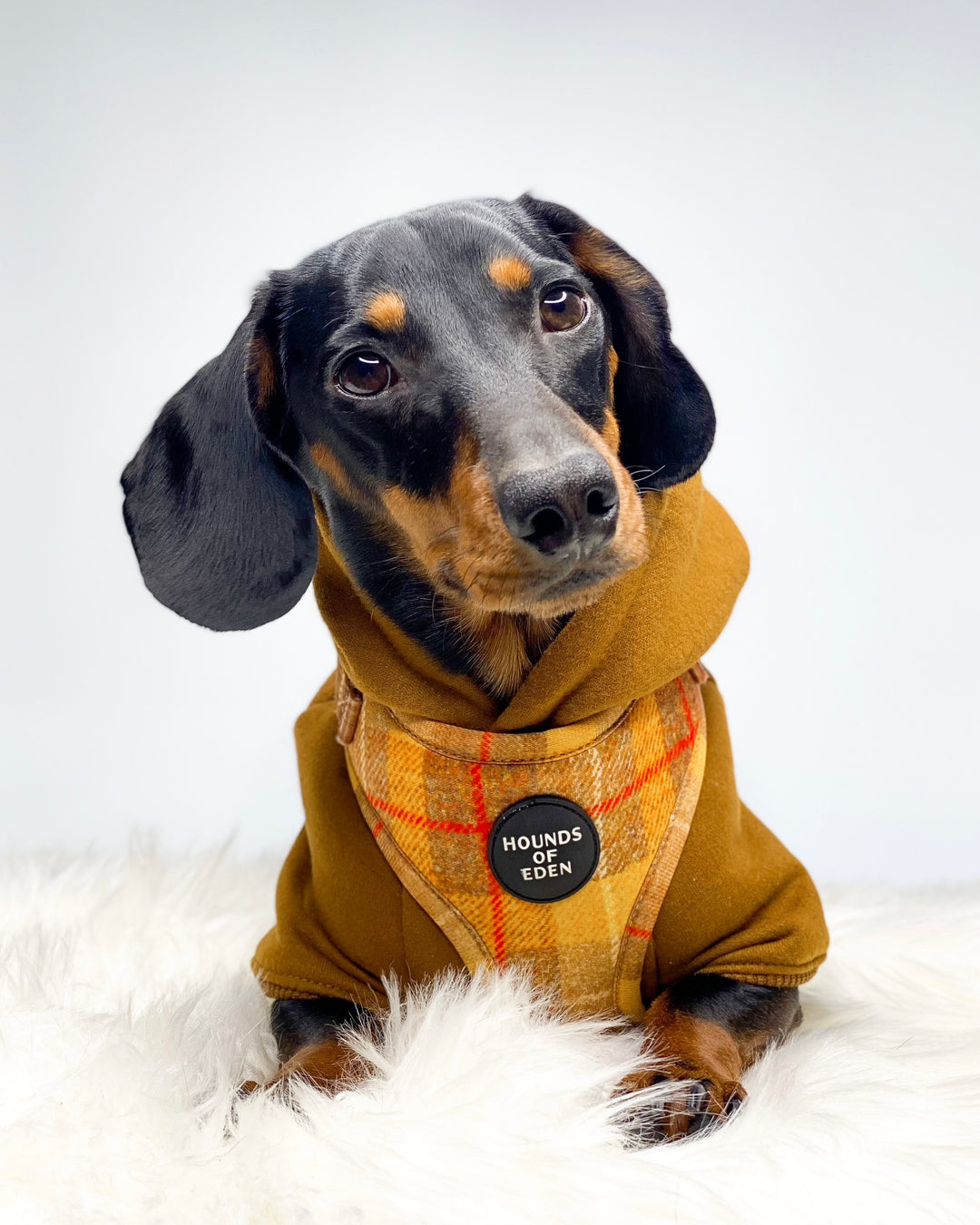 Hooded Sweatshirt Dachshund Sweatshirt For Dogs Doxie Hoodie Blonde