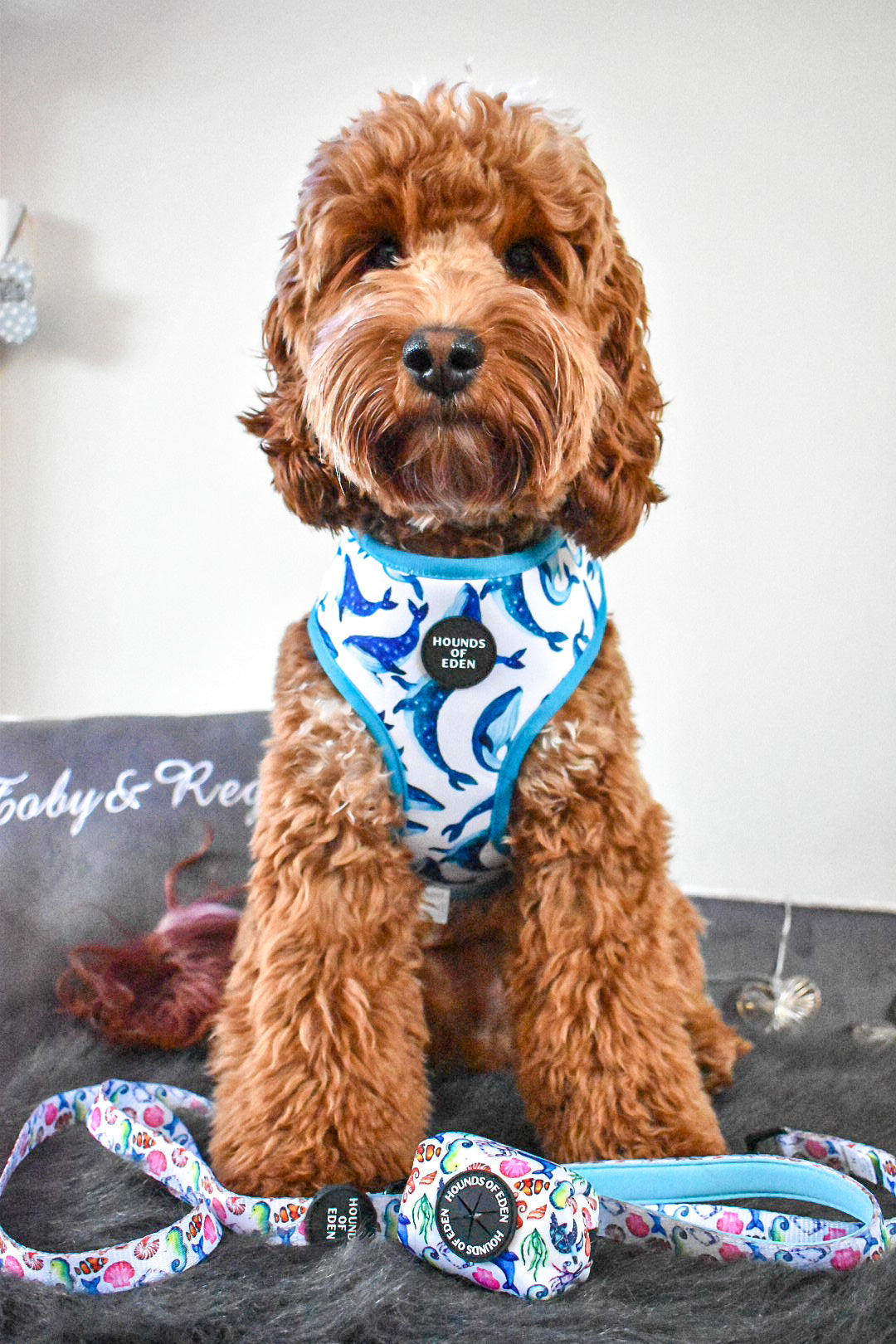 'Whale of a Time' - Sea Themed Reversible Dog Harness