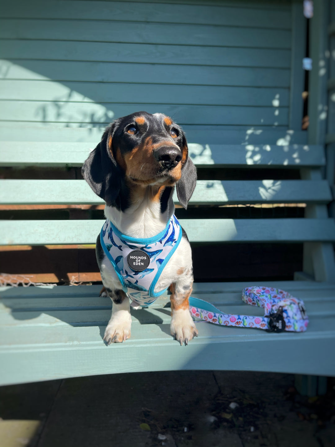 'Whale of a Time' - Sea Themed Reversible Dog Harness