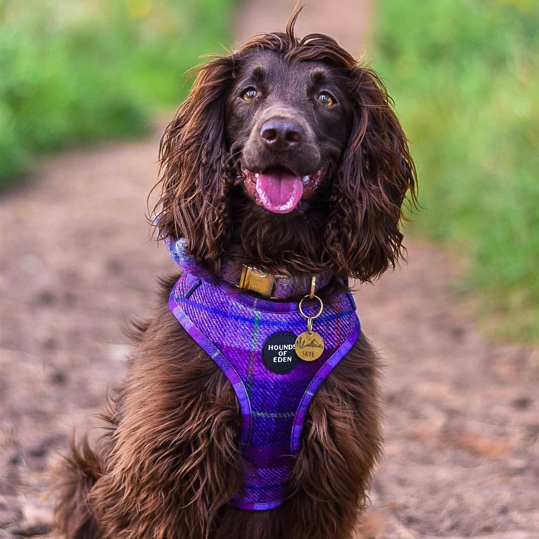 Molly' Pink Purple Check Dog Harness