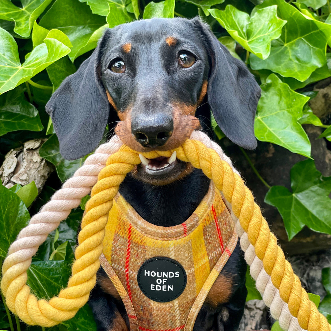 'Honey' Harris Tweed Dog Collar