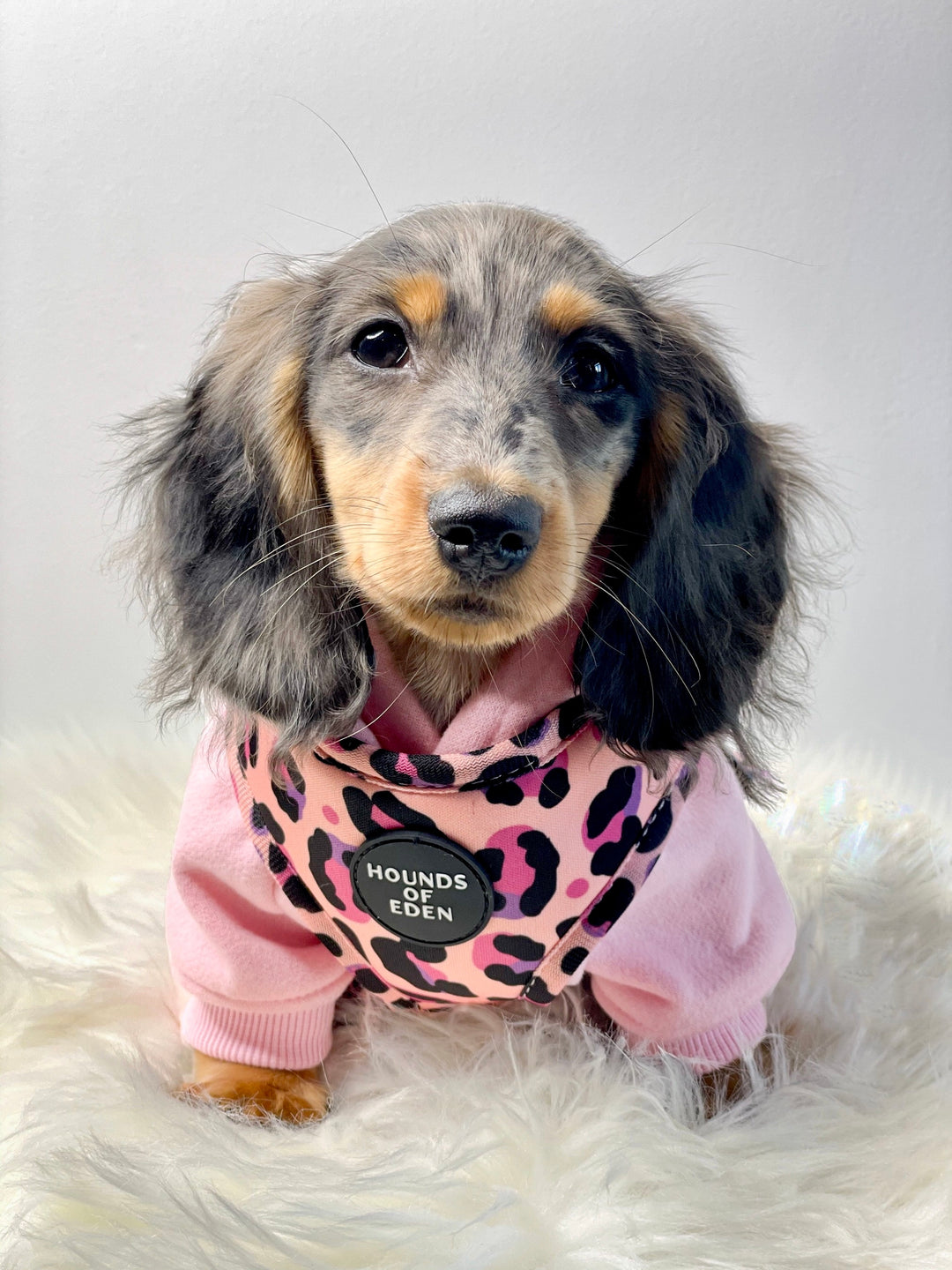 Blushing Leopard' Pink Dog Harness