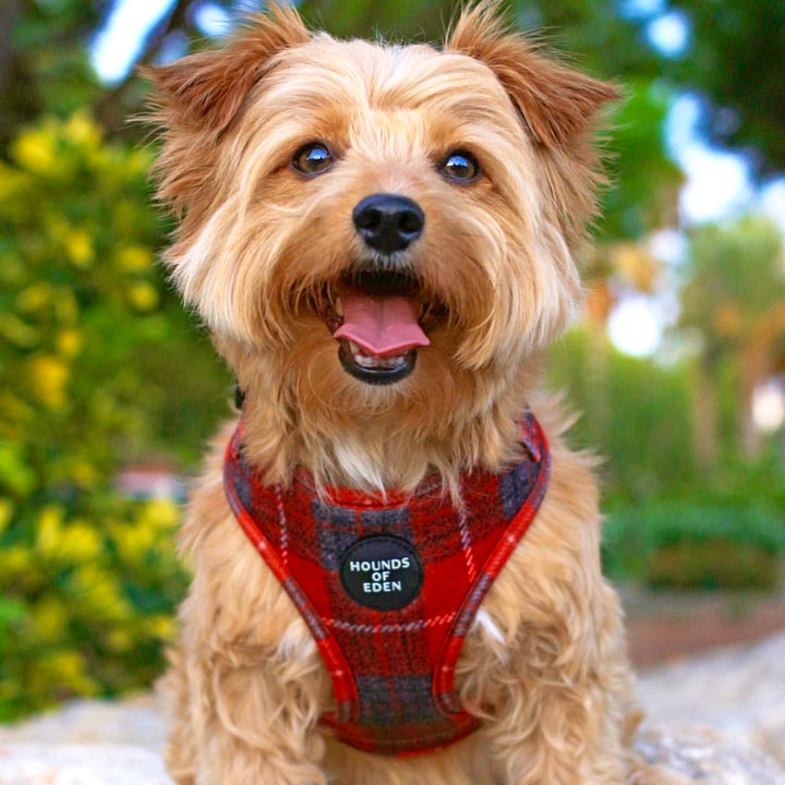 'SAMMI' Harris Tweed Dog Collar