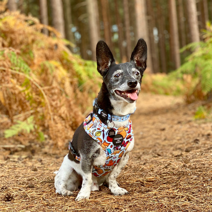 Country Pupkin - Autumnal Doodle Dog Harness