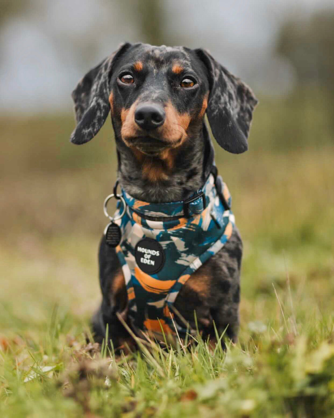 'Brush it Off' - Olive, Blue & Orange Camo Pattern Dog Harness