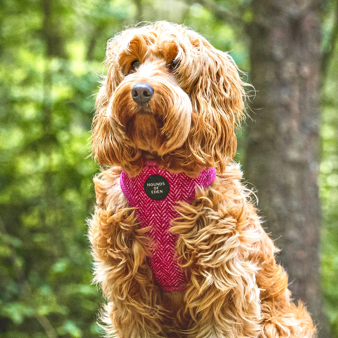 'Bella' Harris Tweed Dog Collar