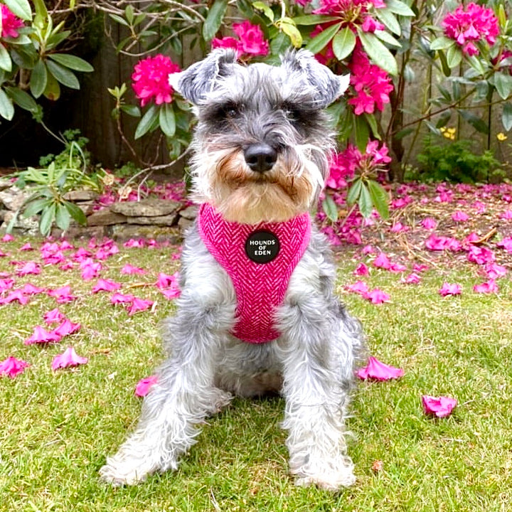 'Bella' Harris Tweed Dog Collar