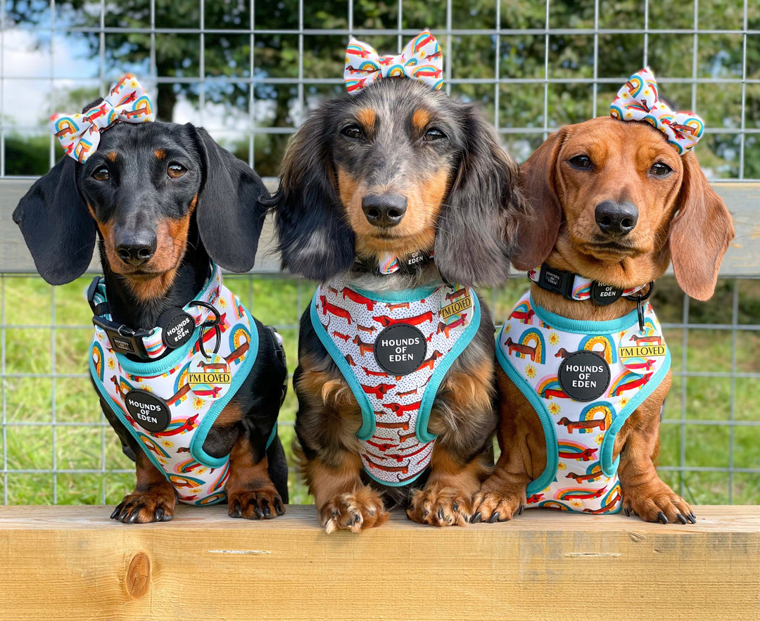 Sizzlin’ Sausages - Dachshund Reversible Dog Harness
