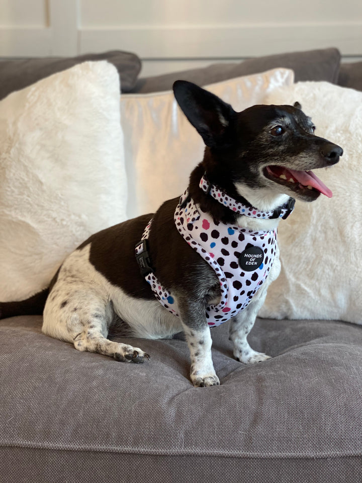 'Spot the Dog' - Black, Blue & Pink Spotted Dog Harness