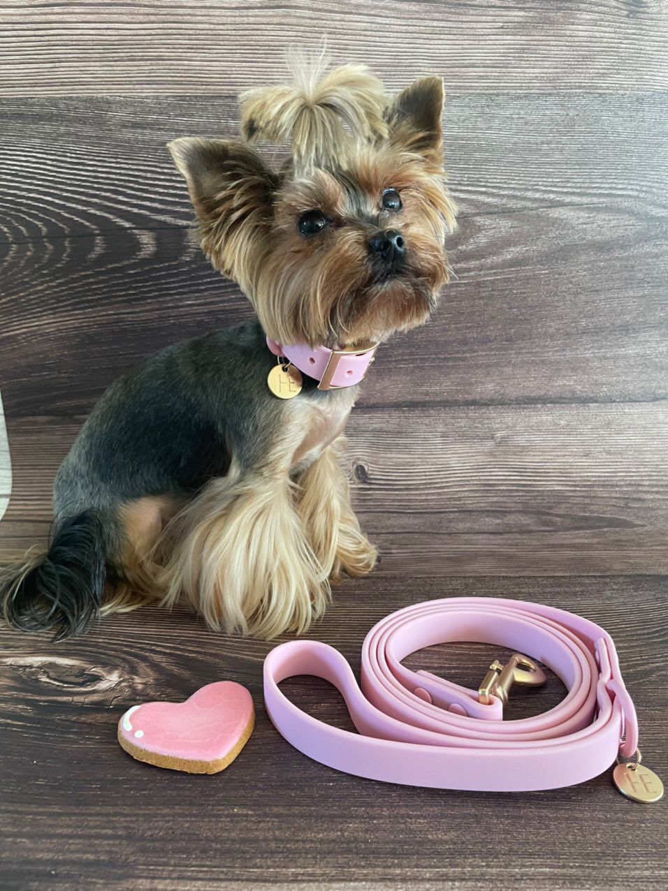 Yorkie Dog Barking How To Get My Yorkie To Stop Barking Dog