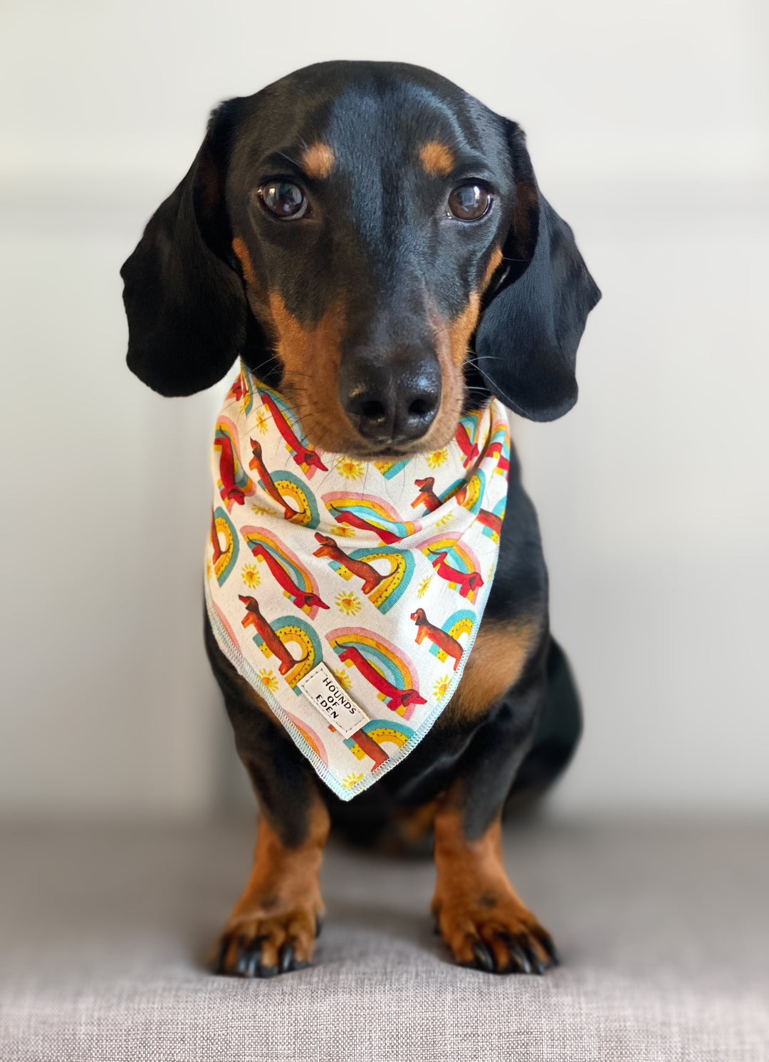 Sizzlin’ Sausages - Dachshund Reversible Dog Harness