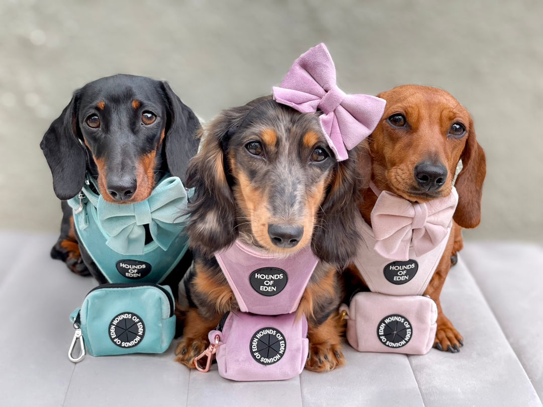 Tiffany's - Light Teal Velvet Dog Harness with Silver Metal Hardware