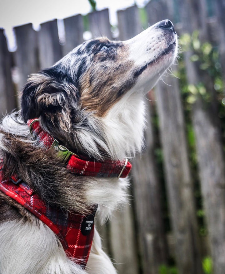 'SAMMI' Harris Tweed Dog Collar