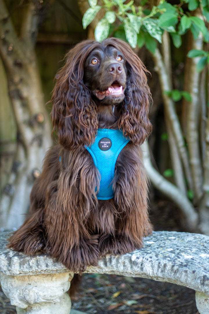 'Bruce' Harris Tweed Dog Collar