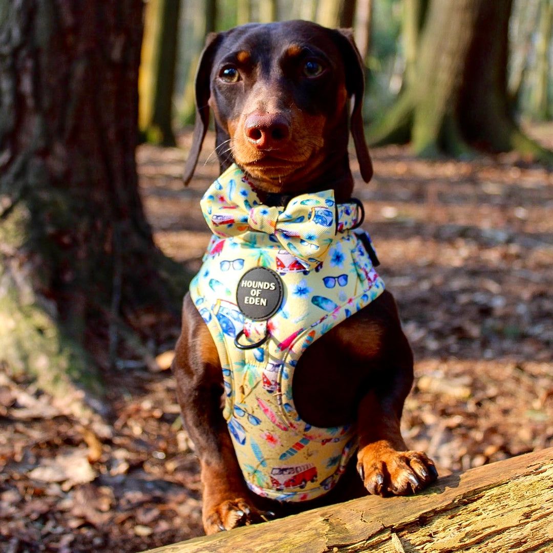 Surf's Up! - Dog Bow Tie