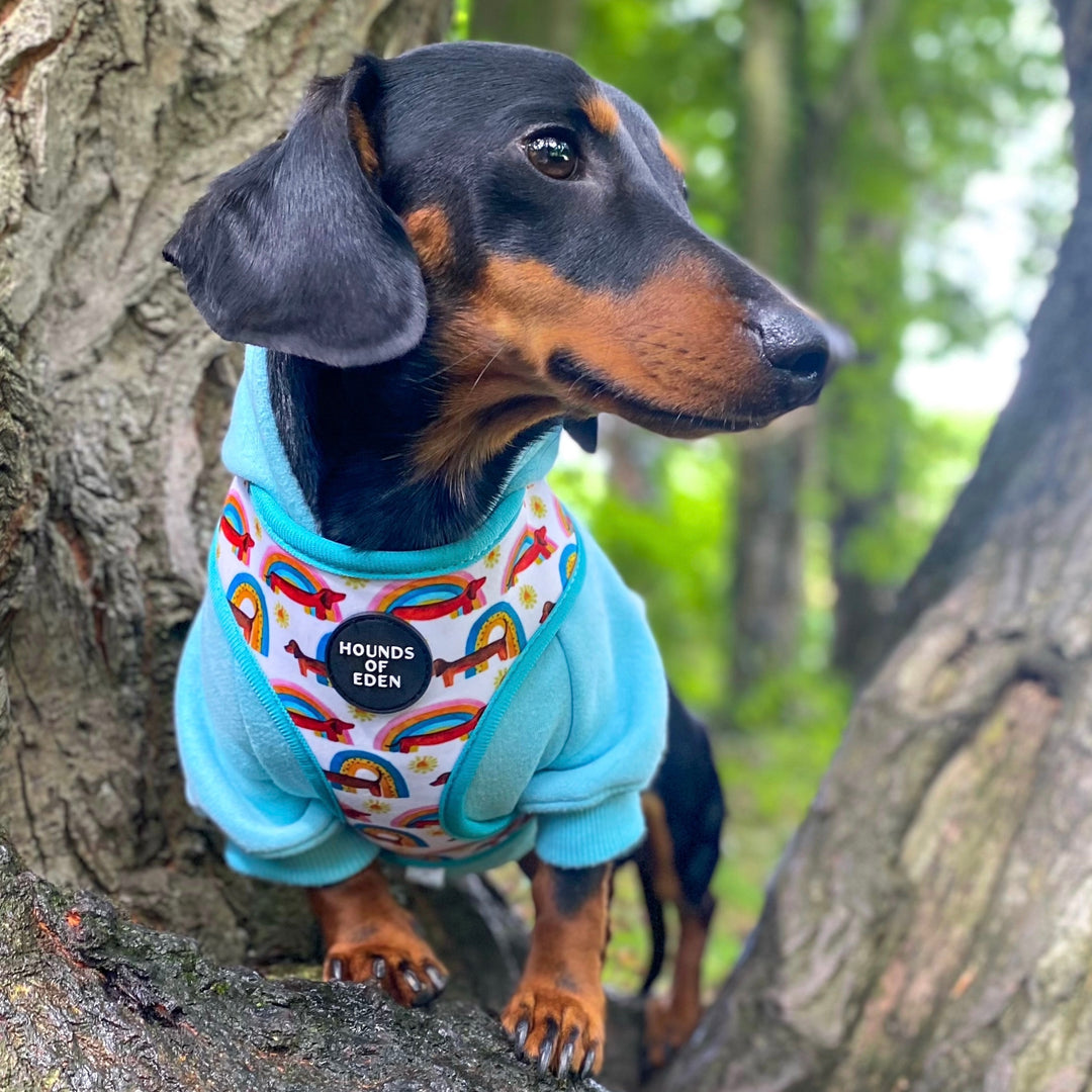 Sizzlin’ Sausages - Dachshund Dog Collar