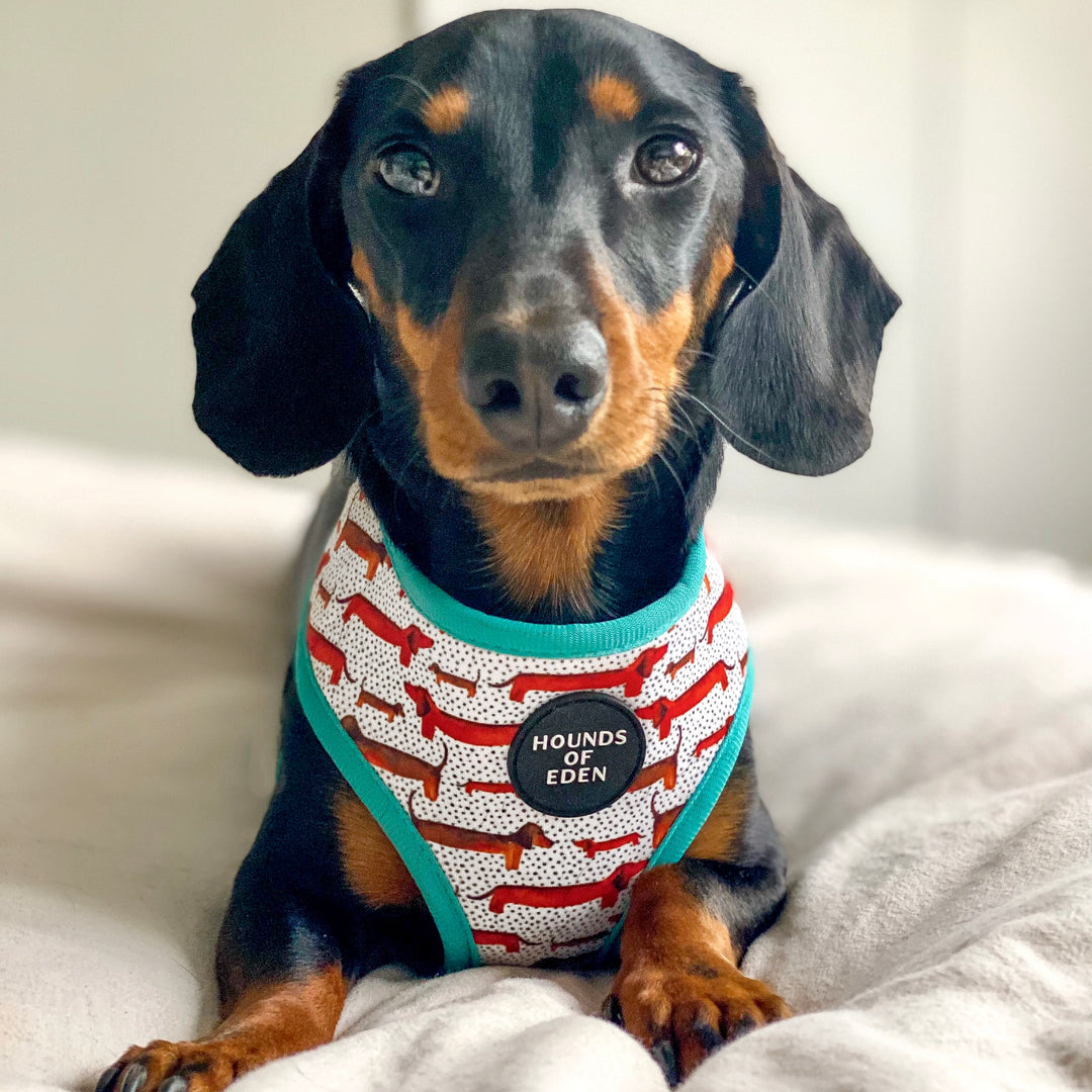 Weiner Dog Dog Harness For Mini Dachshund Sausage Dog